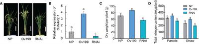 OsNAR2.1 induced endogenous nitrogen concentration variation affects transcriptional expression of miRNAs in rice